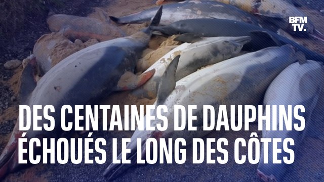 Dauphins échoués sur les côtes atlantiques: comment expliquer une telle hécatombe?