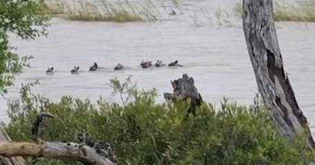 Afrique du Sud : une meute de lycaons a été aperçue en train de traverser une rivière, un phénomène rare