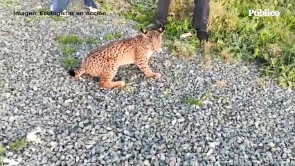 Download Video: Ecologistas en Acción denuncian un nuevo atropello de lince en Doñana