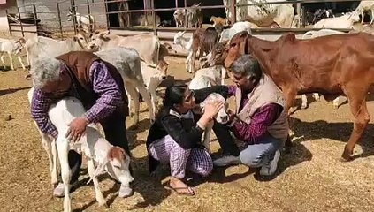 गाय के साथ गले मिल मनाया वेलेंटाइन डे,देखे वीडियो