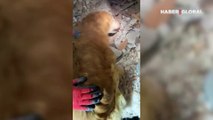 Enkazın başından ayrılmayan golden cinsi köpek sosyal medyada gündem oldu