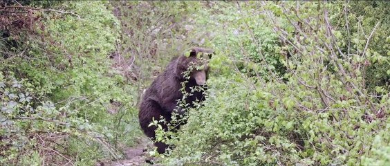 Iberia, naturaleza infinita Tráiler