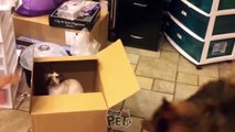 Funny Cats and Dogs - Clumsy Pets Edition _ Bad Pets