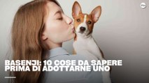 Basenji: 10 cose da sapere prima di adottarne uno