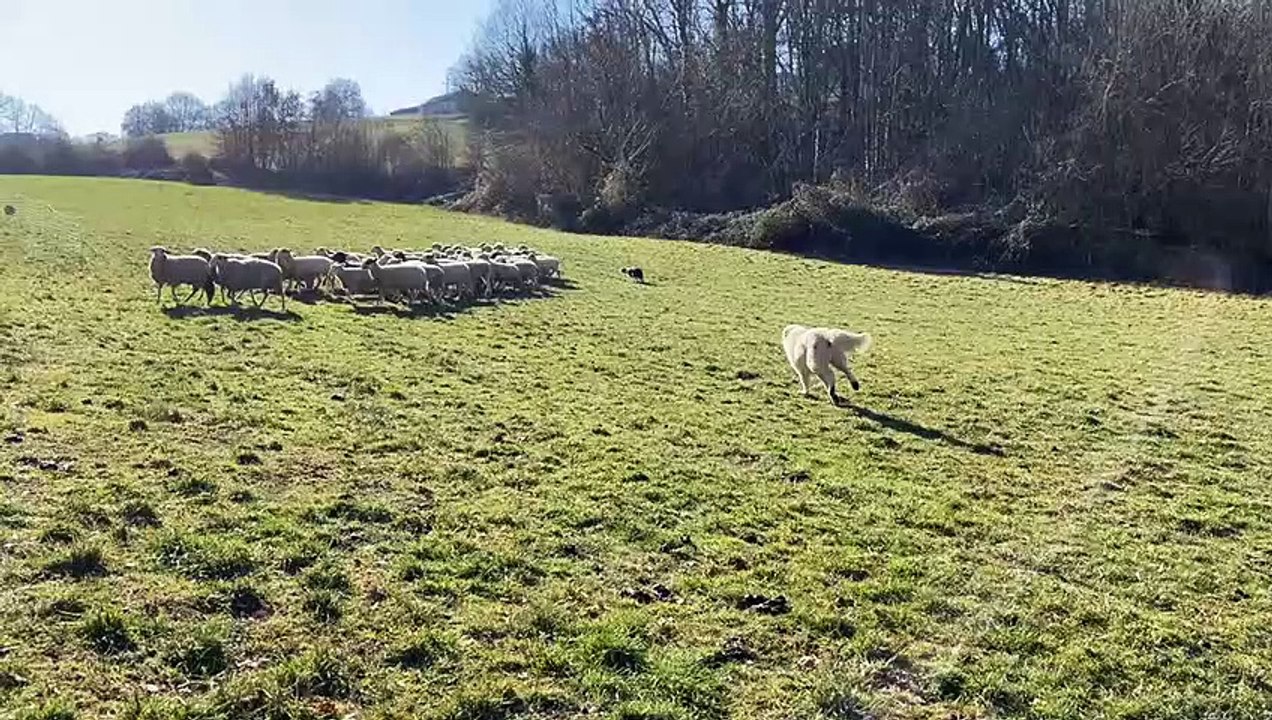 Le chien de berger SNOW garde le troupeau de brebis à CARVES