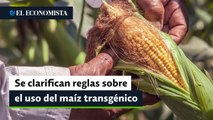 Gobierno clarifica reglas sobre comercio y uso de maíz transgénico