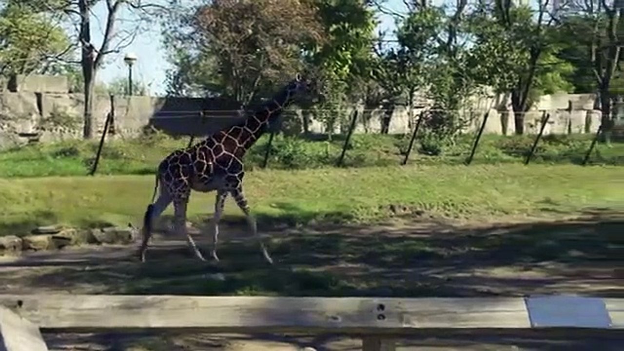 The Zoo - Se3 - Ep11 - Giraffe in the City HD Watch