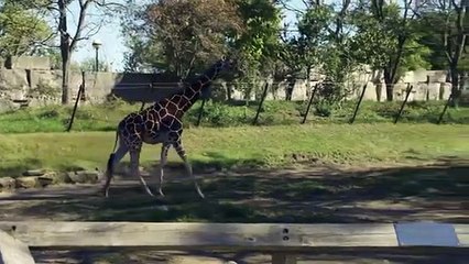 The Zoo - Se3 - Ep11 - Giraffe in the City HD Watch