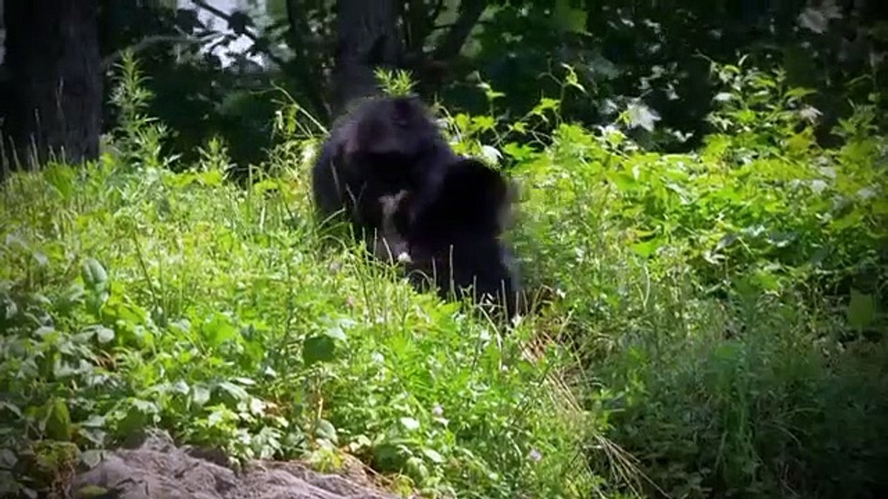 The Zoo - Se3 - Ep10 - Boubas Back HD Watch