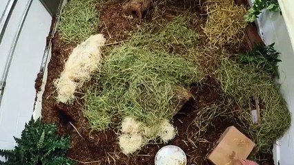 The Zoo - Se3 - Ep12 - Taming of the Shrew HD Watch