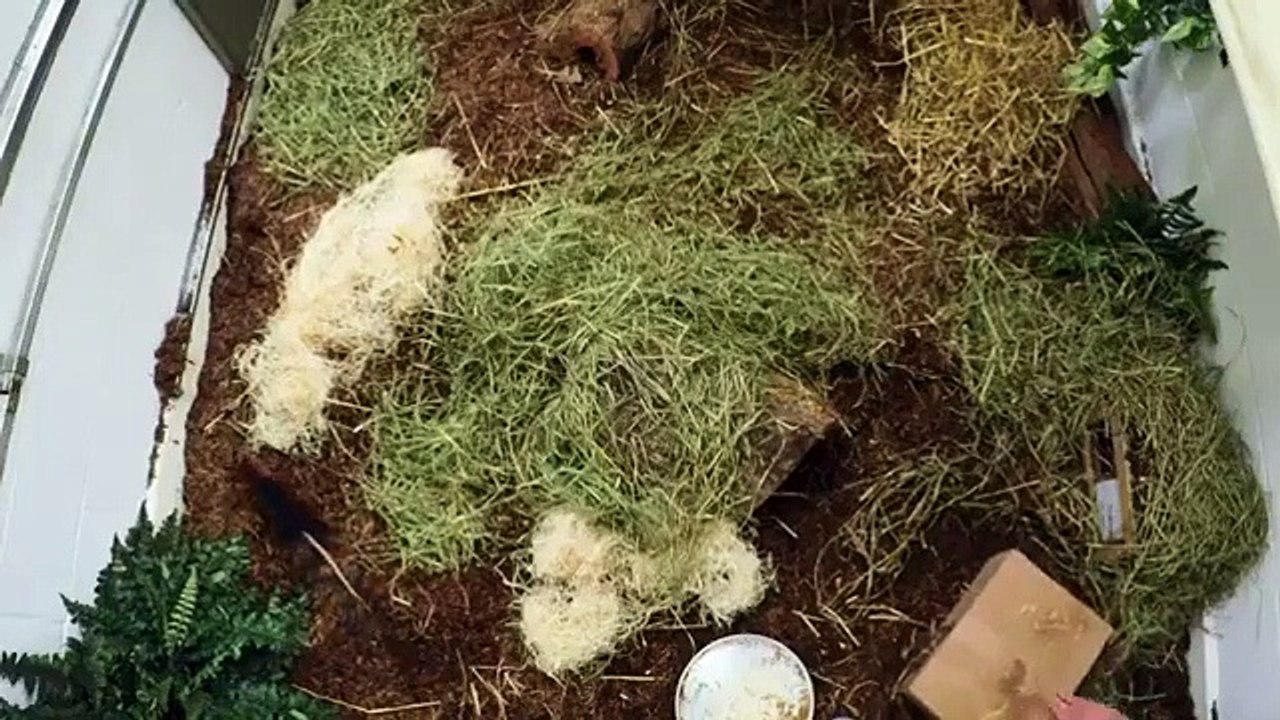 The Zoo - Se3 - Ep12 - Taming of the Shrew HD Watch