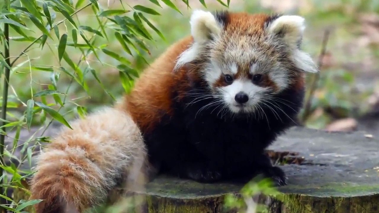 The Zoo - Se4 - Ep01 - A New Beginning HD Watch