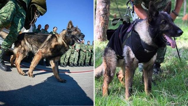 Meksikalı arama-kurtarma köpeği Proteo, yaşlılık nedeniyle hayatını kaybetmiş