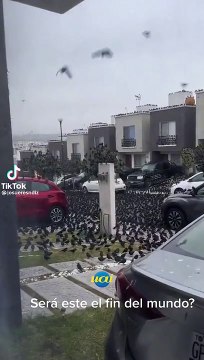 Centenas de pássaros aparecem em rua no México