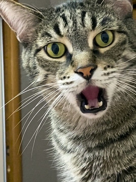 Kuzya The Irritated Cat