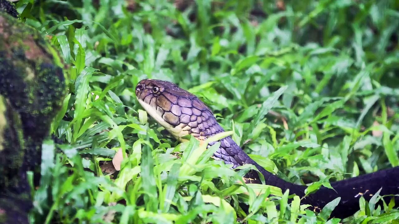 Snake 4k 30fps UHD