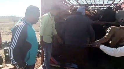 Carats of vegetables outside, found cattle inside