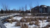 Des dizaines d'arbres abattus au parc de la nature Strasbourg (Le Reflet - Audrey Leduc-Brodeur)