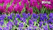 How to Grow Hyacinth Flower Inside Greenhouse - Flower Hydroponics Farming - Hydroponic Agriculture
