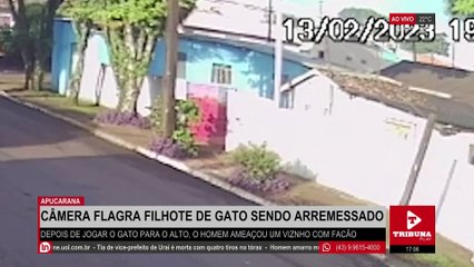 Câmeras flagram homem arremessando filhote de gato em Apucarana