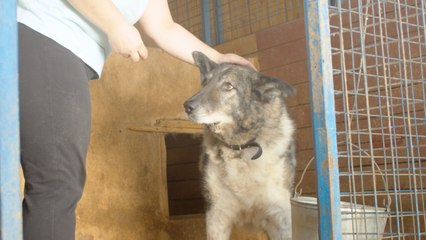 Download Video: Abandoned Tennessee Dog Found With Heartbreaking Letter Reunited With Owner