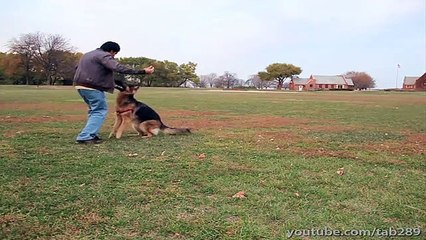 The Science & Art of Training Dogs