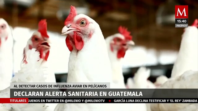 Guatemala declara alerta sanitaria tras detectar primeros casos de influenza aviar