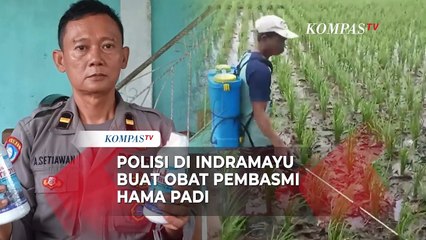Jawab Keluhan Petani, Ipda Agus Setiawan Buat Obat Pembasmi Hama Padi