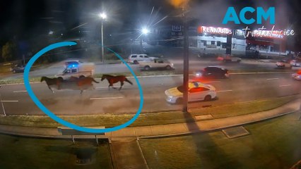 Escaped horses cause chaos over Captain Cook Bridge in early morning joyride