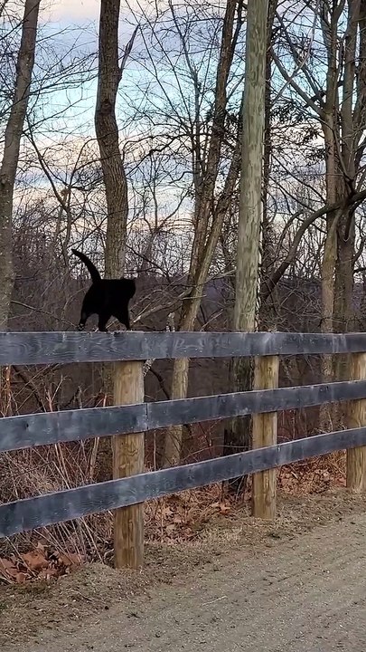 Chunky Black Cat Chases Down Chipmunk