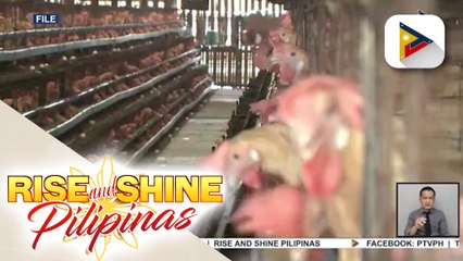 P177-M pondo, inilaan para sa Avian Influenza Protection Program
