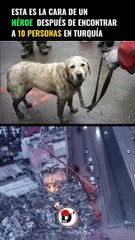 Este Perrito salvo a 10 personas en la tragedia de Turquia y Serbia