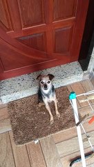 TWO - MEU AMIGO CACHORRINHO