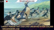 'Largest penguin that ever lived' unearthed in New Zealand - 1BREAKINGNEWS.COM