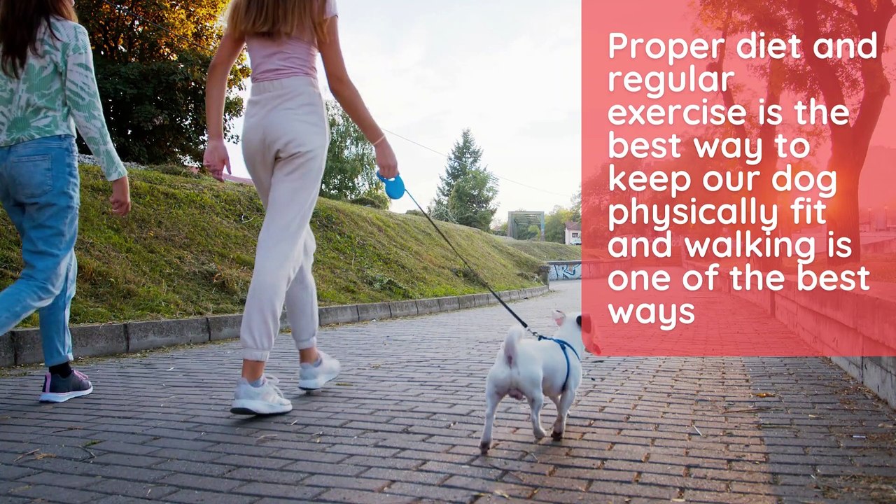 5  Best Ways to Ensure Longer Life of Our Pet Dogs