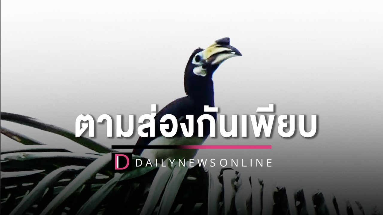 นกเงือกนับร้อยบินจับคู่หากิน"เกาะมุก-ตรัง"นักท่องเที่ยวตามส่องกันเพียบ| HOTSHOT เดลินิวส์ 15/02/66