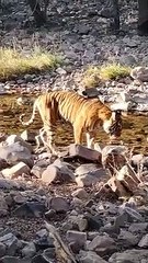 नूर की अठखेलियां देखकर पर्यटक हुए रोमांचित