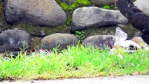 A Pair of Chickens Busy Looking For Food in The Afternoon || Chicken