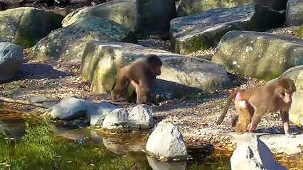 Monkey  walking