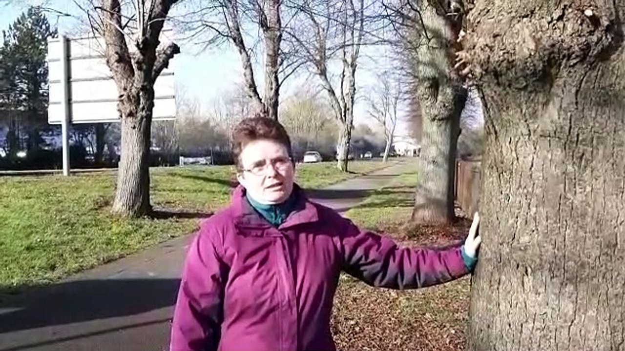 Trees to be cut down in London Road, Wellingborough video Dailymotion