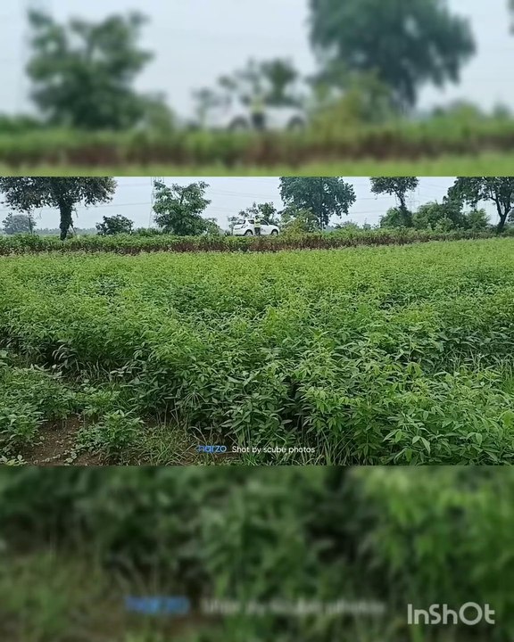 nagpur kisan