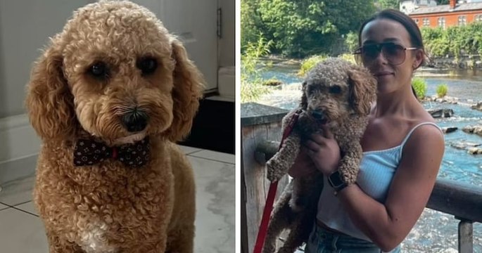 Ce chien disparaît pendant sa promenade et fait un aller-retour de 160 km en taxi avant de rentrer chez lui