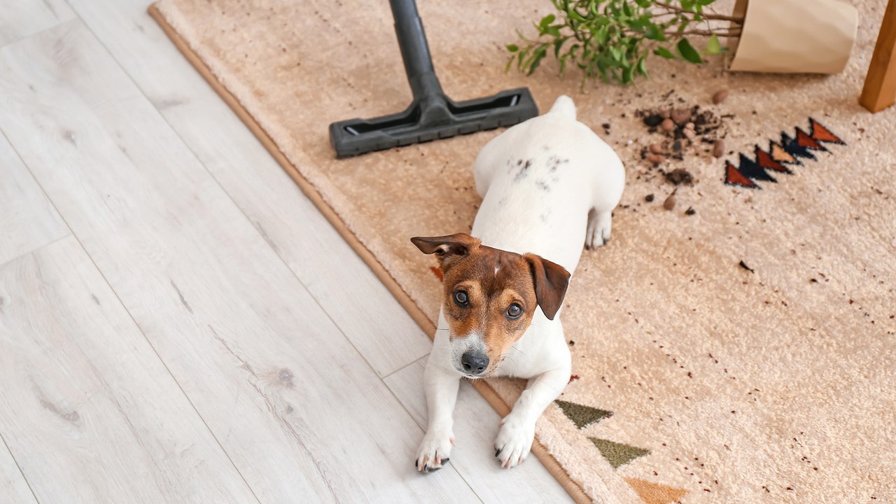 Frühjahrsputz mit Haustier: ein nachhaltig sauberes Zuhause mit Hund & Co.