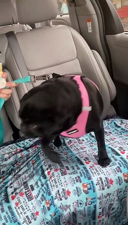 Gidget The Petty Pug