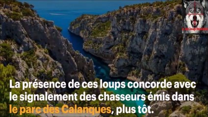 Des loups a Marseille