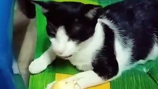 New Funny Videos 2022  Cutest Cats and Dogs  Part11