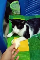 New Funny Videos 2022  Cutest Cats and Dogs  Part11