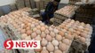 Govt urged to introduce 'egg allowances' to help local farmers