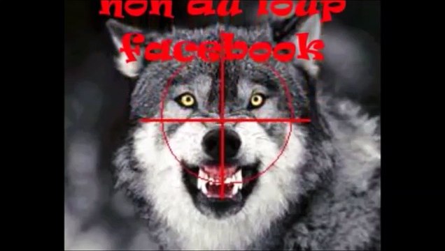 Une éleveuse de brebis jette l'éponge