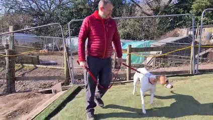 Arundawn Dog Rescue is looking for a new home for Felix